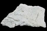 Crinoid (Scytalocrinus) Fossil - Crawfordsville, Indiana #102825-1